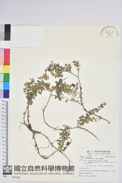 高山白珠樹藏品圖，第1張