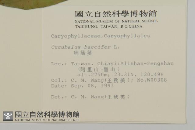 狗筋蔓藏品圖，第2張