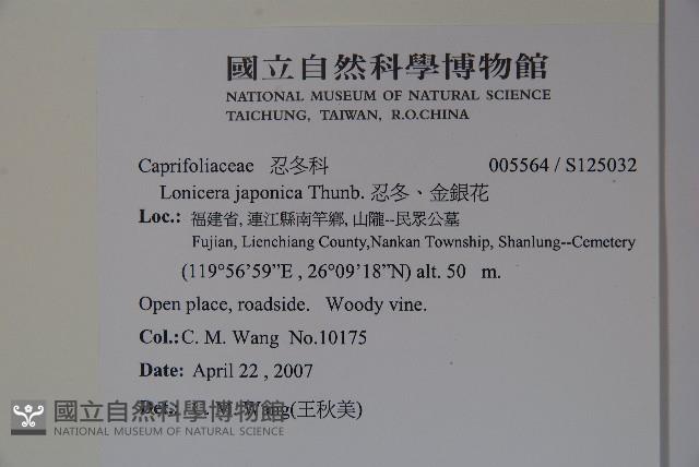 忍冬、金銀花藏品圖，第2張