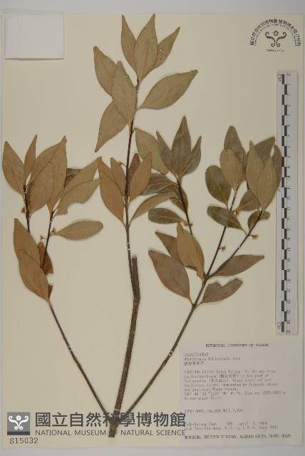 福建賽衛矛、福建假衛矛藏品圖，第4張