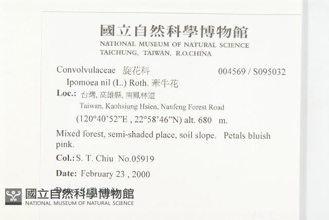 銳葉牽牛藏品圖，第2張
