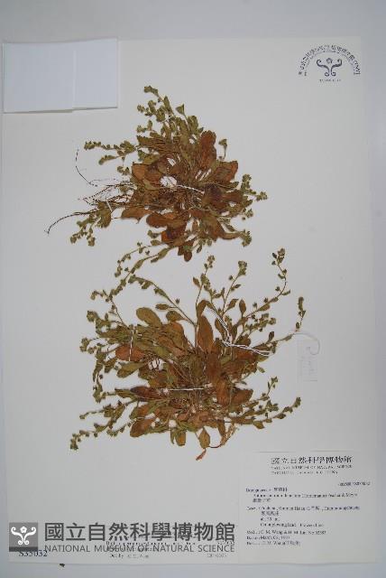 細纍子草藏品圖，第1張