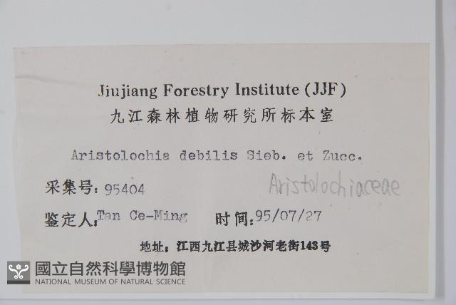 馬兜鈴藏品圖，第2張