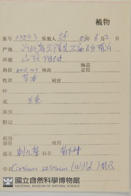 大刺兒菜藏品圖，第2張