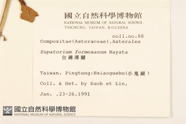 臺灣澤蘭藏品圖，第2張