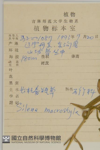 長柱蠅子草藏品圖，第2張