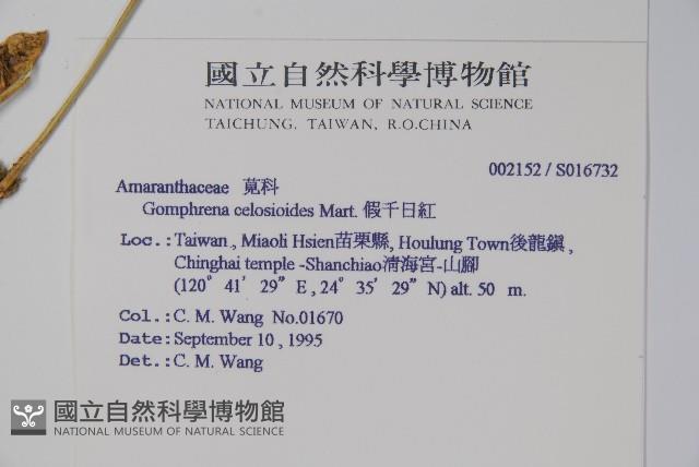 假千日紅藏品圖，第2張