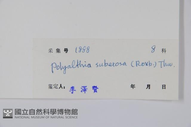 暗羅、雞爪樹藏品圖，第2張