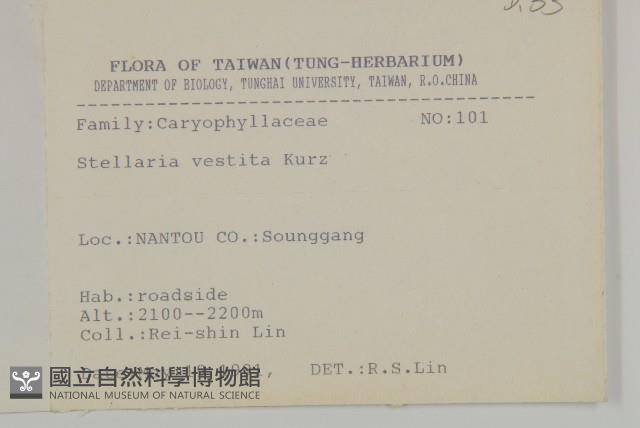 疏花繁縷藏品圖，第2張