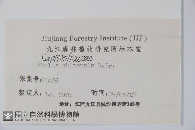 臺灣糯米條藏品圖，第2張