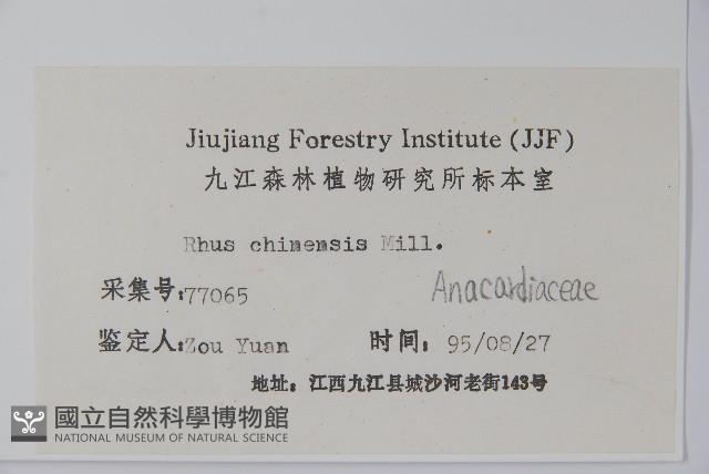 鹽膚木藏品圖，第2張