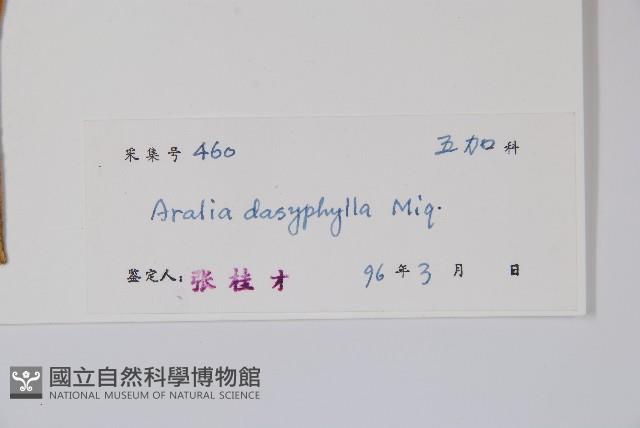 頭序蔥木藏品圖，第2張