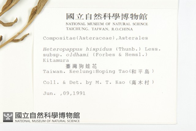 臺灣狗娃花藏品圖，第2張