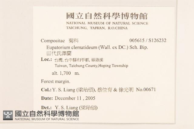 田代氏澤蘭藏品圖，第2張