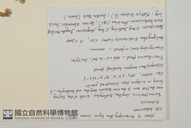 牛尾蒿藏品圖，第2張