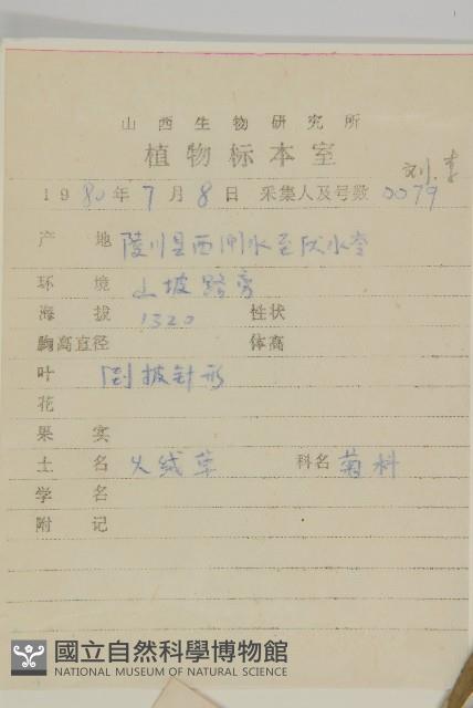 火絨草藏品圖，第2張