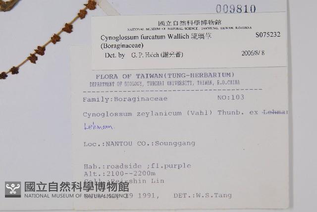 琉璃草藏品圖，第2張