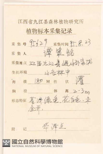 華澤蘭藏品圖，第2張