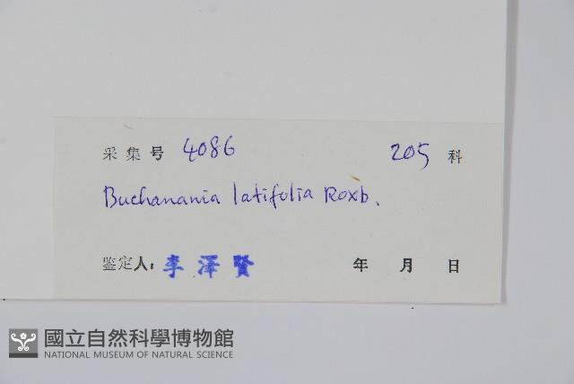 豆腐果藏品圖，第2張