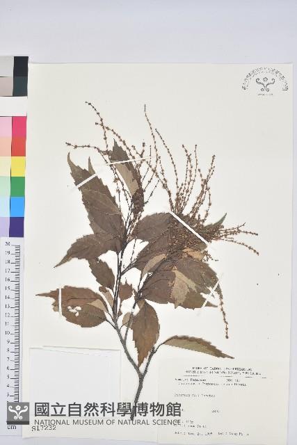 臺灣苦櫧藏品圖，第1張