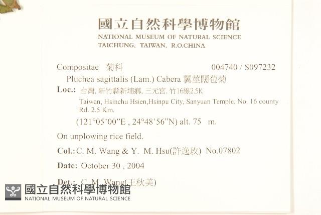 翼莖闊苞菊藏品圖，第2張