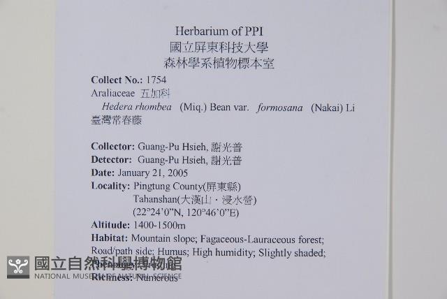 臺灣常春藤藏品圖，第2張