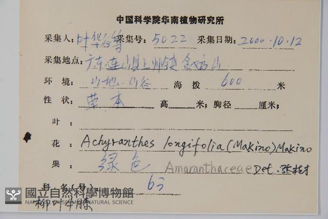 柳葉牛膝藏品圖，第2張