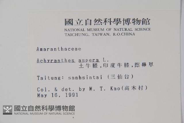 土牛膝藏品圖，第2張