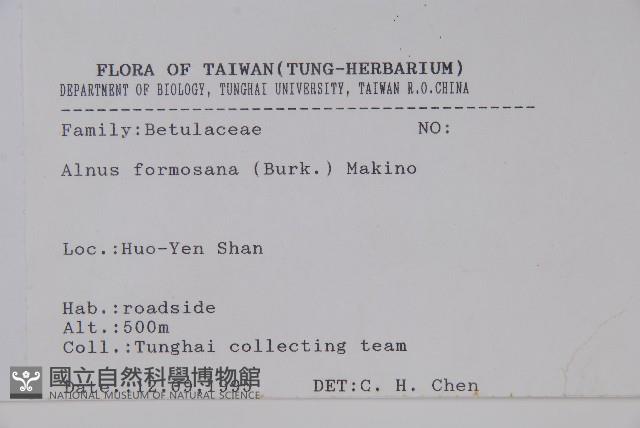 臺灣赤楊、臺灣榿木藏品圖，第2張