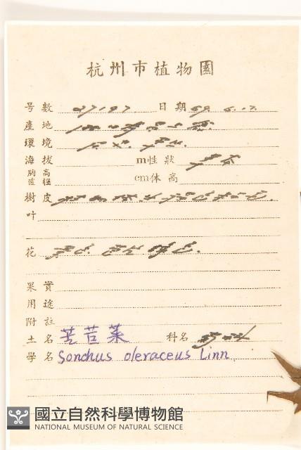 苦滇菜、苦菜藏品圖，第2張