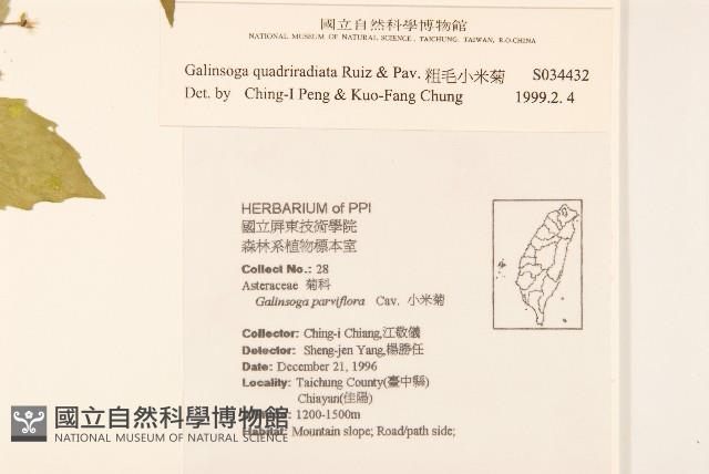 粗毛小米菊藏品圖，第2張