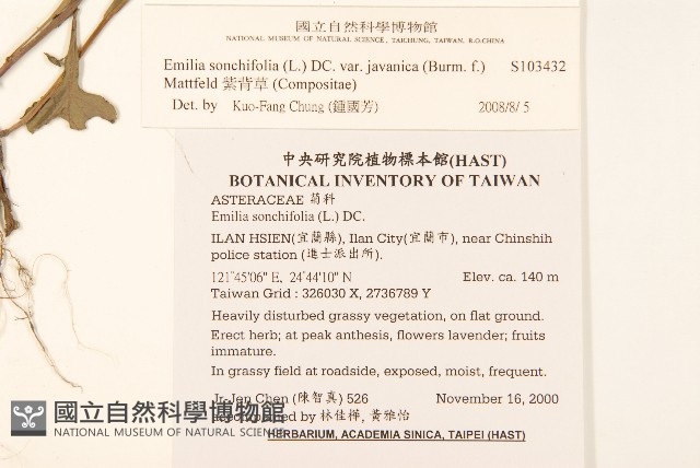 紫背草藏品圖，第2張