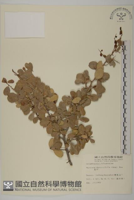 北仲, 刺裸實藏品圖，第1張