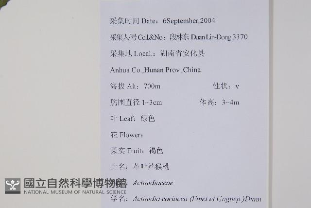 革葉獼猴桃藏品圖，第2張