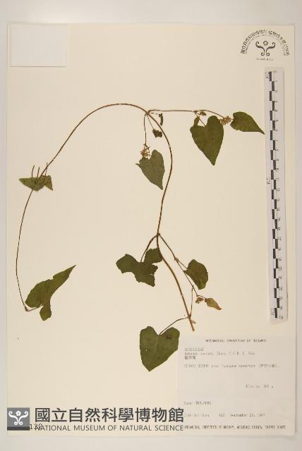 蔓澤蘭藏品圖，第1張