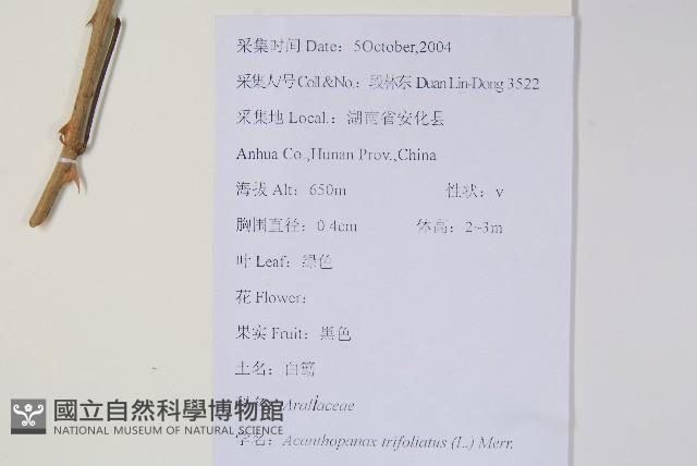 三葉五加、三加皮藏品圖，第2張