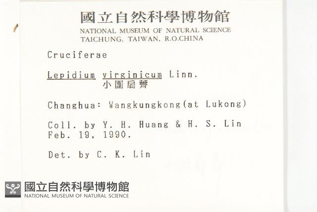 獨行菜藏品圖，第2張