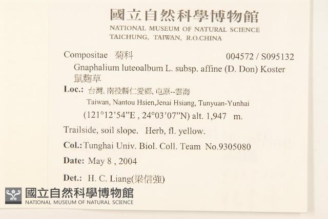 鼠麴草藏品圖，第2張