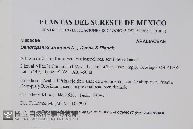 美洲樹參藏品圖，第2張