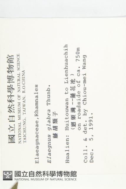 藤胡頹子藏品圖，第2張