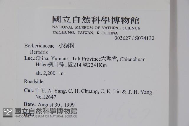 粉葉小檗藏品圖，第2張