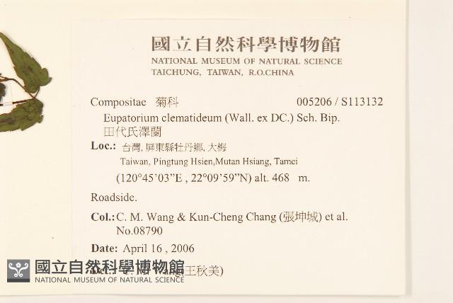 田代氏澤蘭藏品圖，第2張