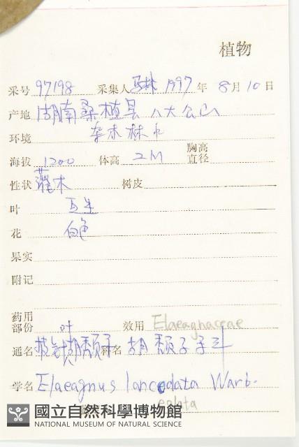 披針葉胡頹子藏品圖，第2張