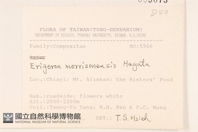 玉山飛蓬藏品圖，第2張