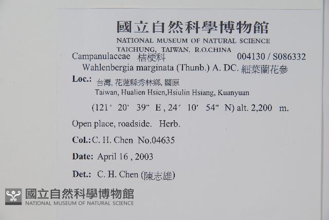 細葉蘭花參藏品圖，第2張