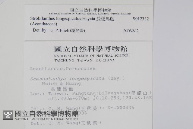 長穗馬藍藏品圖，第2張