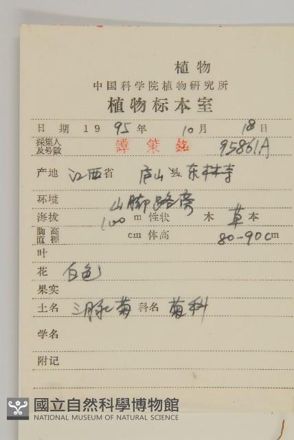 寬傘三褶葉紫菀藏品圖，第2張