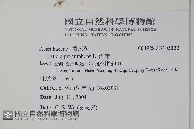 爵床藏品圖，第2張