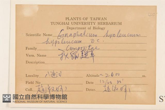 秋鼠麴草藏品圖，第2張