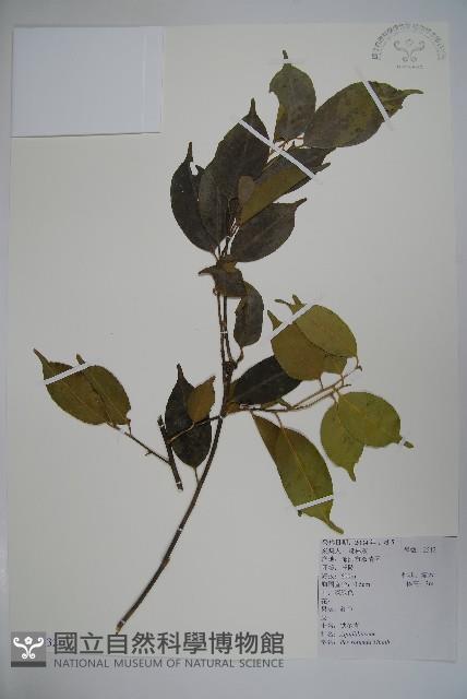 鐵冬青藏品圖，第1張